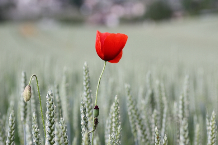 Coquelicot a Clarens - 015